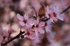 Sallanches spring blossoms © montblancfamilyfun.com