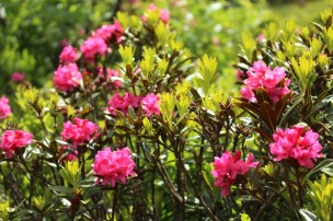 La Cascade de Bérard hike - rhododendrons © montblancfamilyfun.com