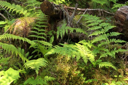 Lush larch forest on the way to La Cabane du Cerro © montblancfamilyfun.com